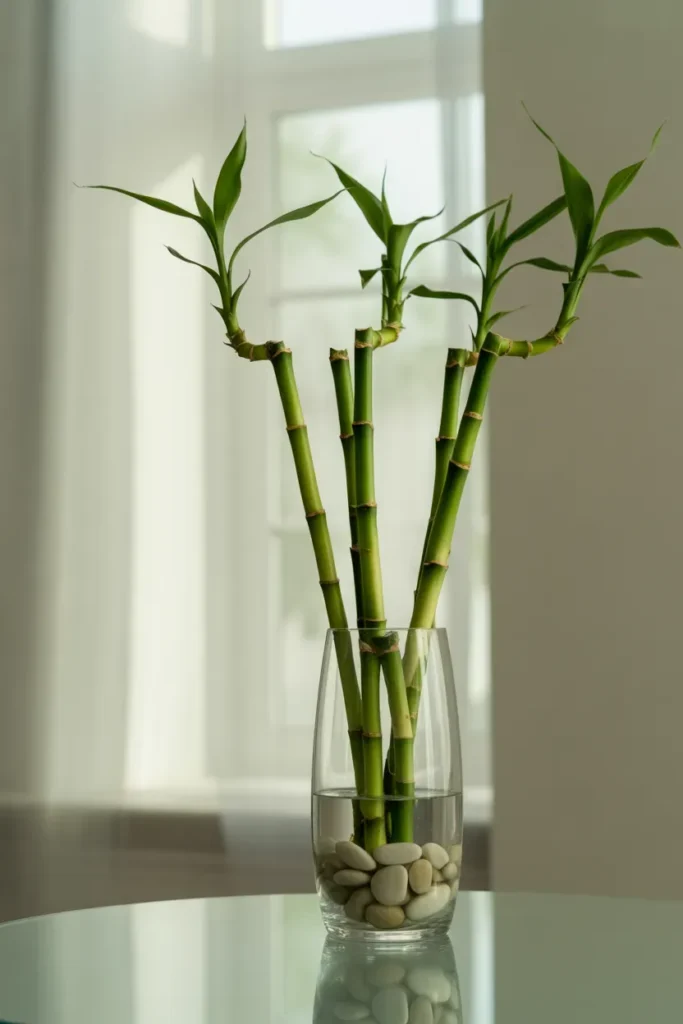 Lucky Bamboo